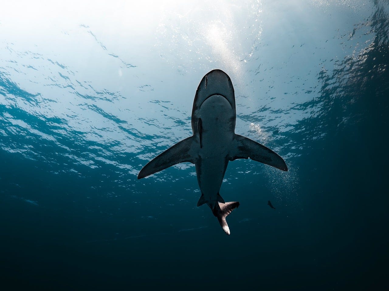 Oceanic Subsea Cable Financing